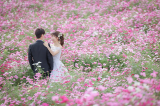 コスモス撮影のお知らせ