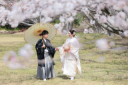 桜撮影風景の紹介✿