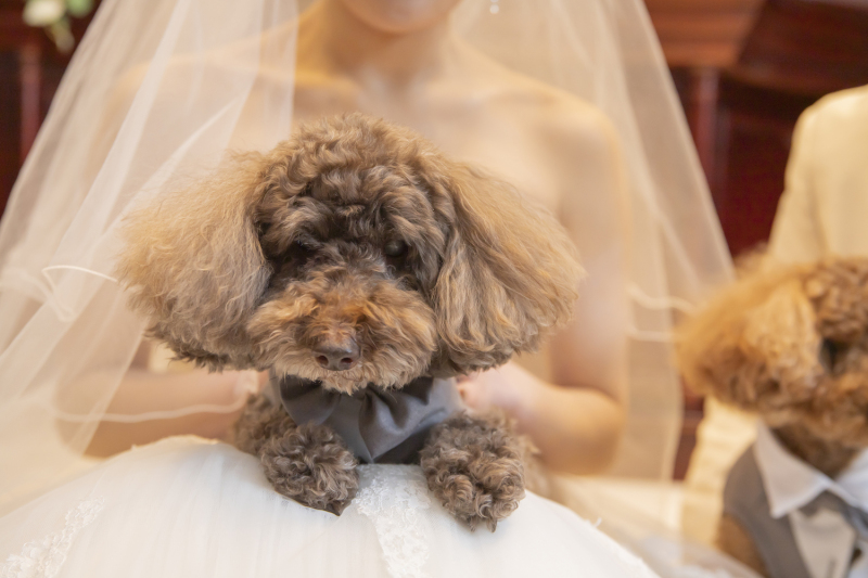 ＼愛犬と一緒に／かわいらしいウェディングフォトをご紹介♡