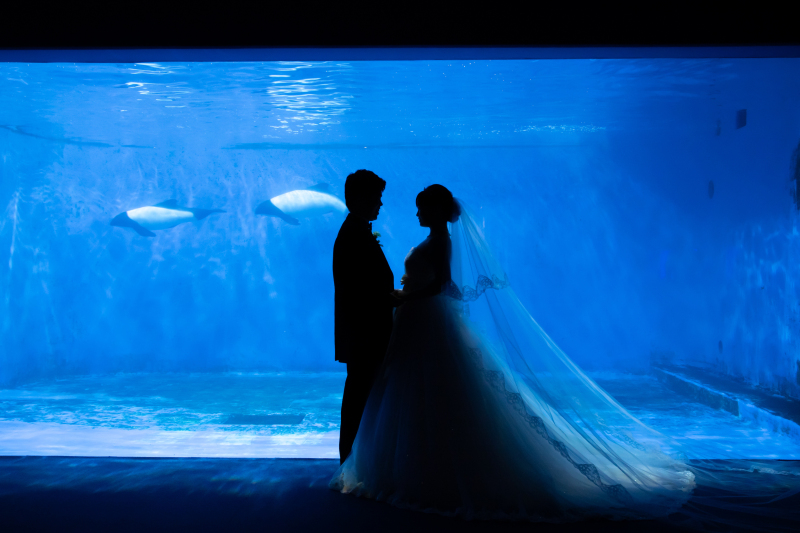 【幻想的なお写真を】美しい水族館フォト