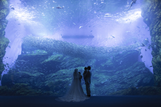 【幻想的なお写真を】美しい水族館フォト