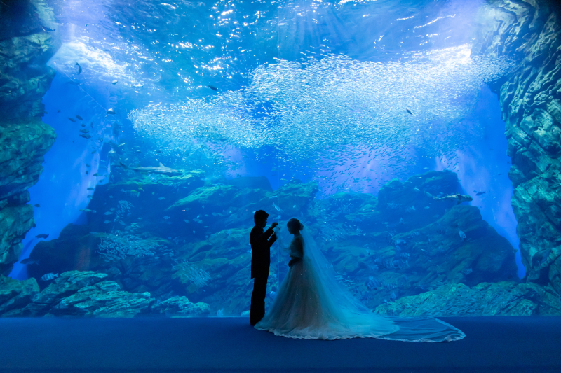 【幻想的なお写真を】美しい水族館フォト