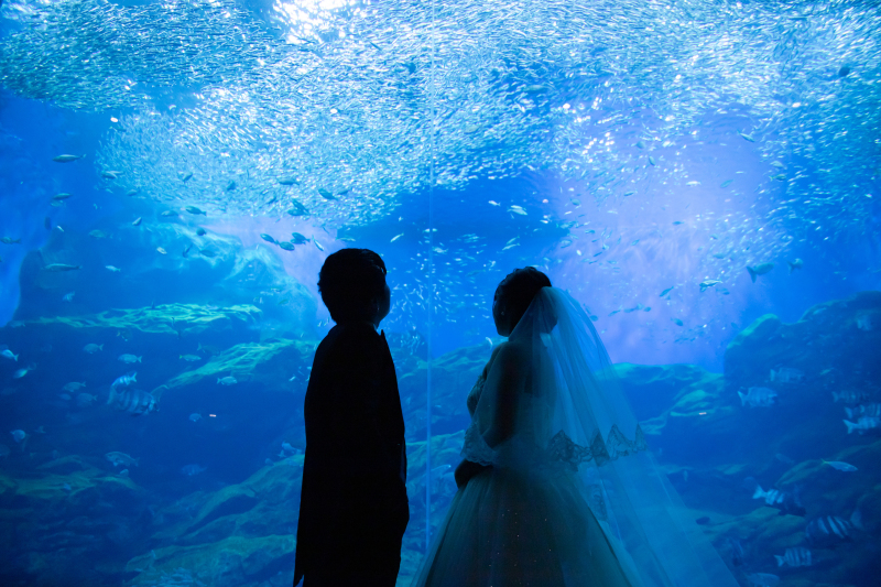 【幻想的なお写真を】美しい水族館フォト