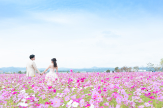 コスモス畑のロケ撮影♪