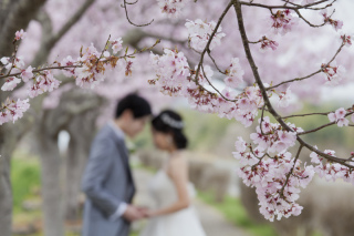 桜ロケーション撮影受付中です☆