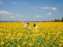 夏のひまわり畑フォト◎
