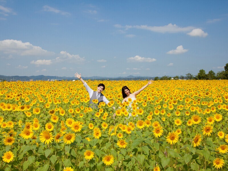 夏のひまわり畑フォト◎