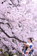 桜ロケはじめました！