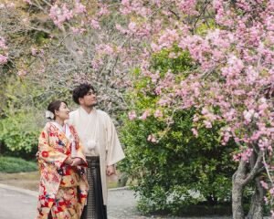 妙本寺の桜☆
