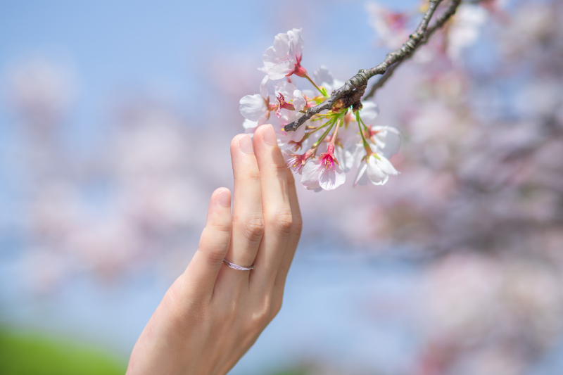 桜プランのご案内