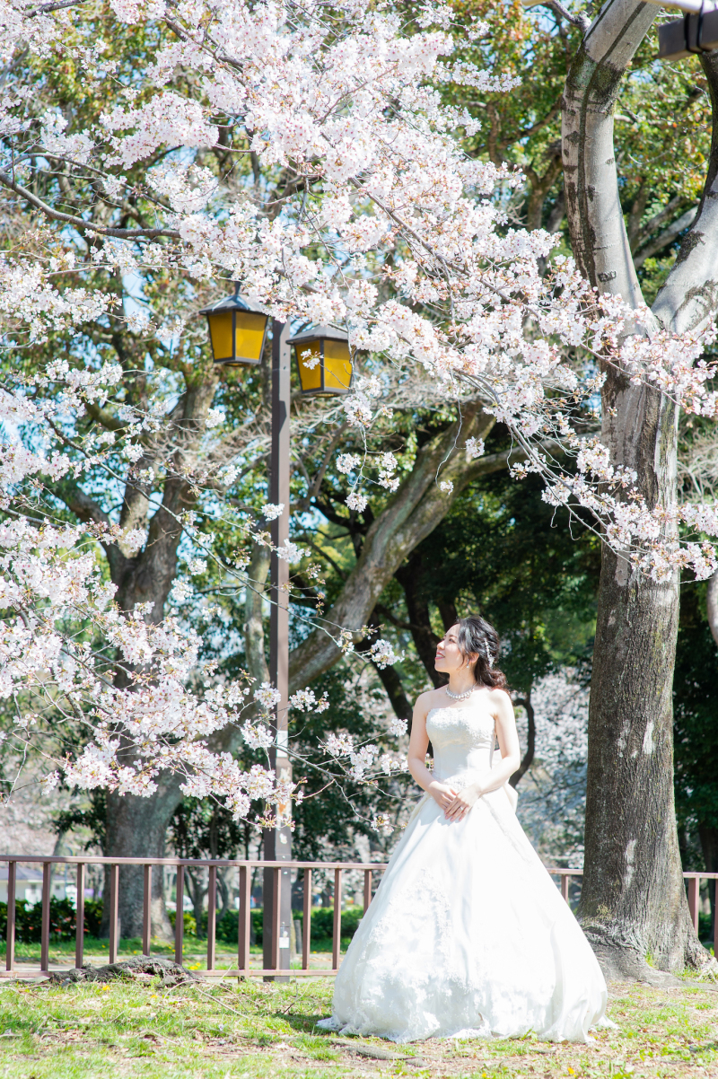桜前撮り始まってます