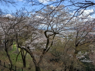栃木県内では、桜が徐々に散はじめております。今年の花見は栃木市の太平山で満喫です
