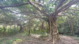 iPhoneの【なにそれ!】機能