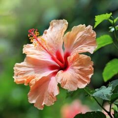 ガーデンのアカバナ―