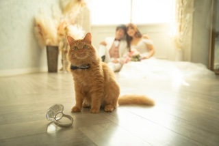 ペットと一緒に