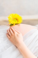 マタニティ×ひまわり