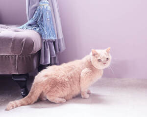 ねこちゃんと一緒に