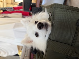 ペットフォト オフショット