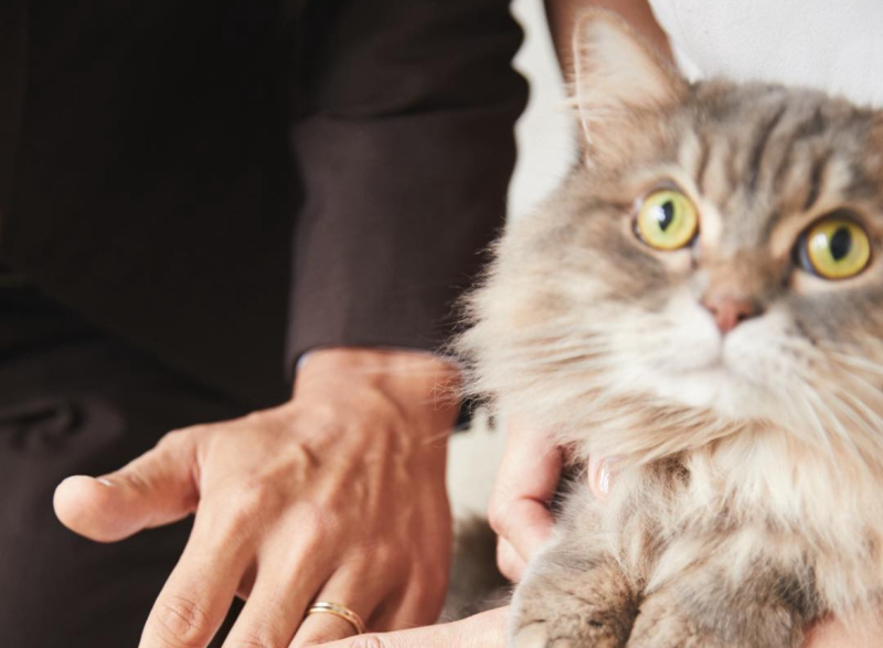 かわいいペットウェディングフォト