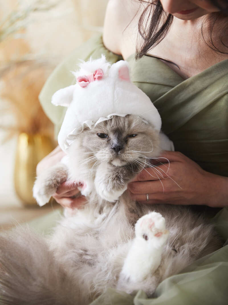 猫ちゃんショット