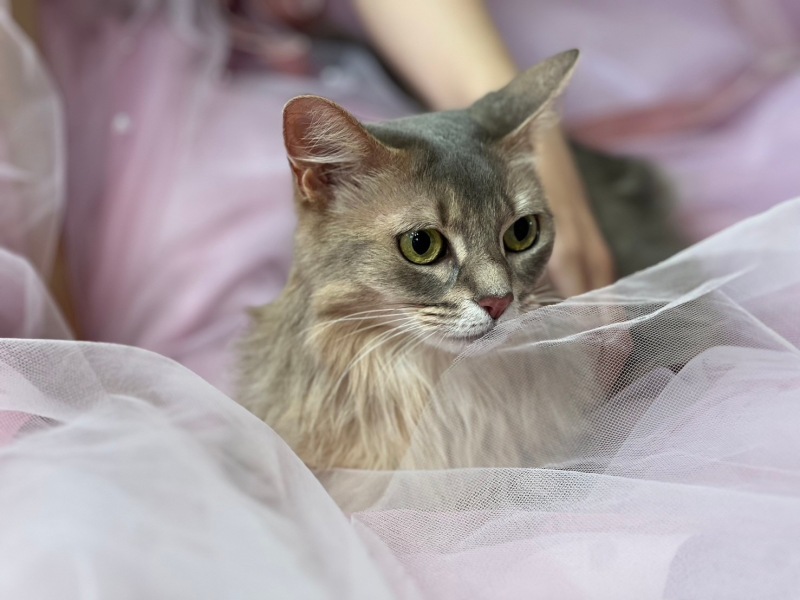 猫ちゃんとスタジオフォト