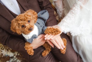 可愛らしいペットちゃん集