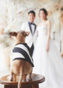 スタジオ撮影・ワンチャンと一緒にウェディングフォト