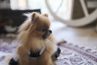 スタジオ撮影・ワンちゃんと一緒にマタニティフォト