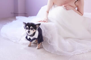 スタジオ撮影・可愛いワンちゃんネコちゃん