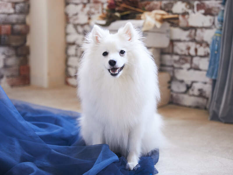 一緒に撮影した可愛いペットちゃんたち