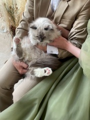 スタジオペットとフォトプラン