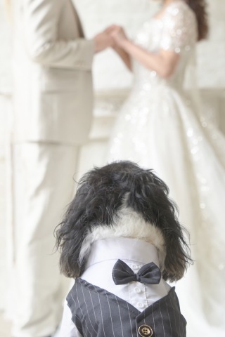 スタジオ　ペットと一緒にウエディングフォト