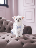 ペットと撮影スタジオフォト