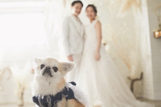 愛犬と一緒にマタニティウェディングフォト
