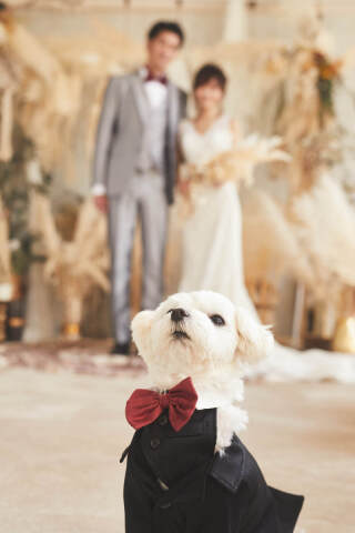 スタジオ撮影・可愛いワンちゃんネコちゃん②