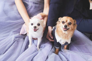 スタジオ撮影・ペットウェディングフォト