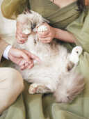 猫ちゃんショット