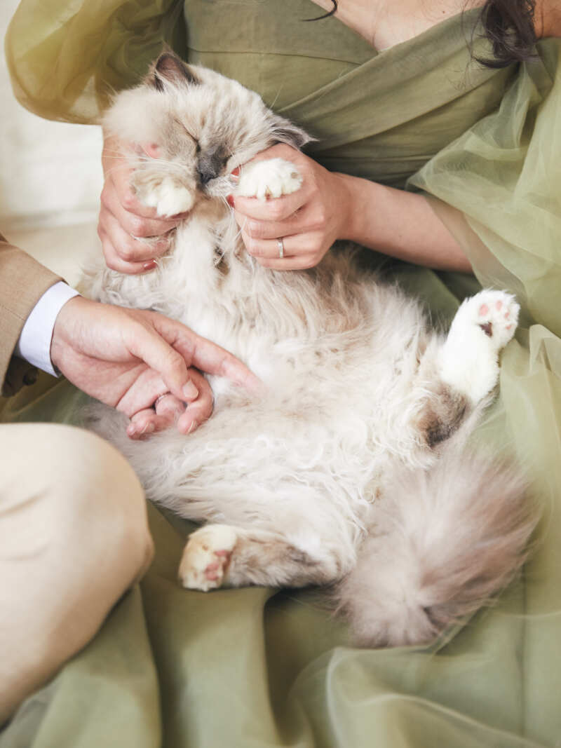 猫ちゃんショット