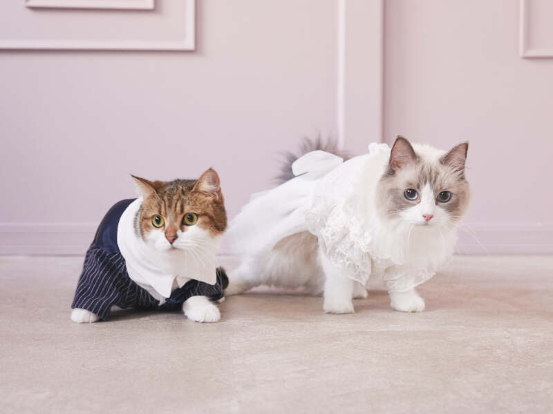 スタジオ撮影・猫ちゃんと一緒にウェディングフォト