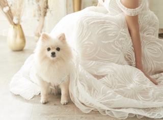 愛犬とウェディングフォト