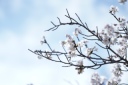桜満開