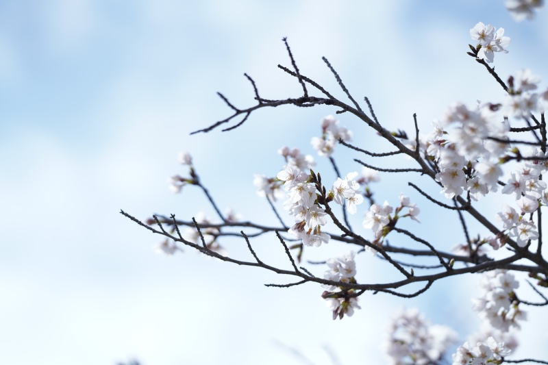 桜満開