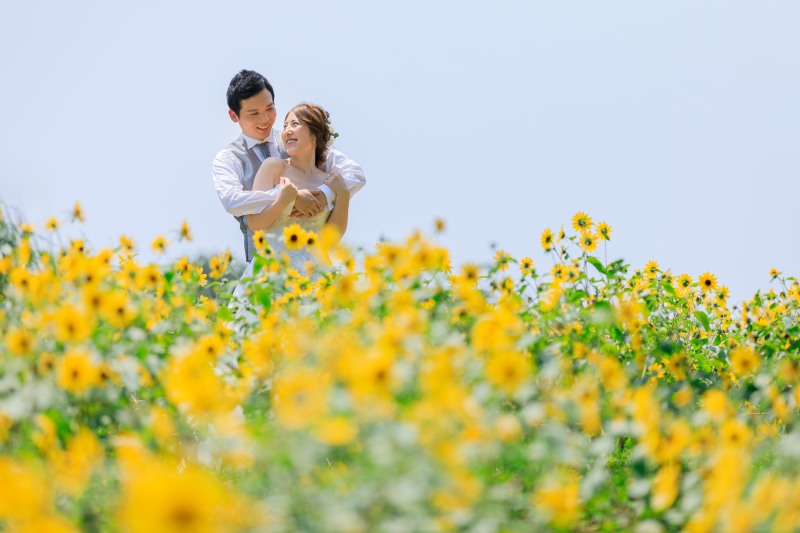 満開のひまわりとともに