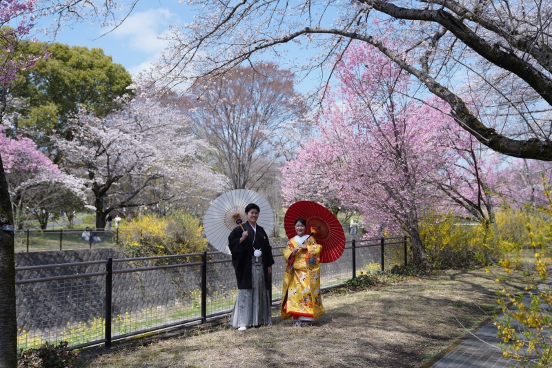桜満開