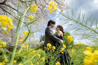 昭和記念公園の桜と菜の花