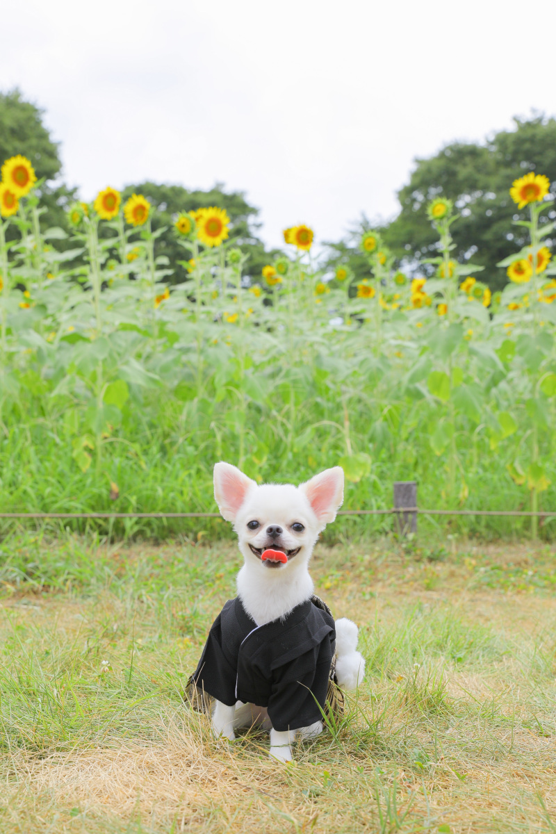 大切な家族と夏の思い出写真！