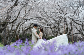 桜ロケーション