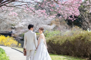 桜のロケーション撮影