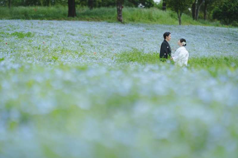 ネモフィラと日本庭園