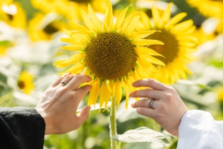 和装とひまわり